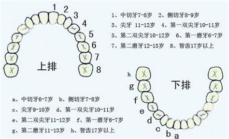 牙齒多少顆|牙齒小知識：我們有幾多顆牙齒？